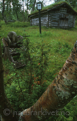 bb437 / Betula pubescens / Bjørk