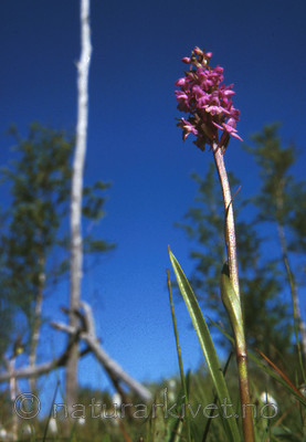 bb442 / Gymnadenia conopsea / Brudespore