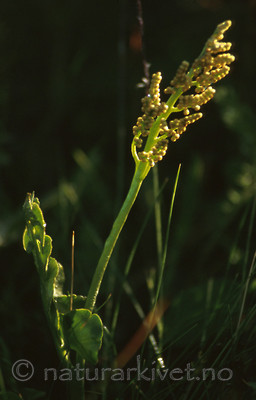 bb443 / Botrychium lunaria / Marinøkkel
