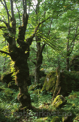 bb452 / Ulmus glabra / Alm