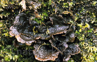 bb458 / Sticta fuliginosa / Rund porelav