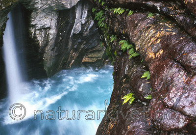 bb465 / Polypodium vulgare / Sisselrot