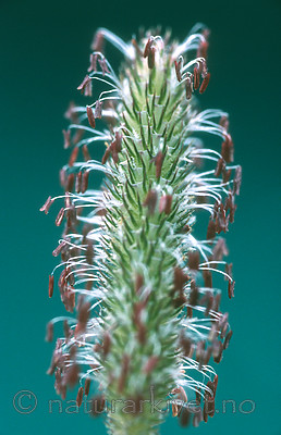 bb486 / Phleum pratense / Timotei
