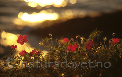 bb508 / Geranium sanguineum / Blodstorkenebb