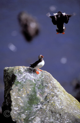 bb520 / Fratercula arctica / Lunde