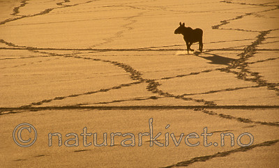 bb532 / Alces alces / Elg