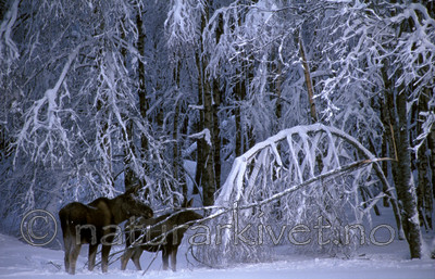 bb533 / Alces alces / Elg