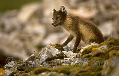 bb543 / Vulpes lagopus / Fjellrev