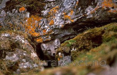 bb544 / Vulpes lagopus / Fjellrev