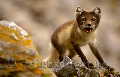 bb545 / Vulpes lagopus / Fjellrev