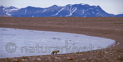 bb546 / Vulpes lagopus / Fjellrev