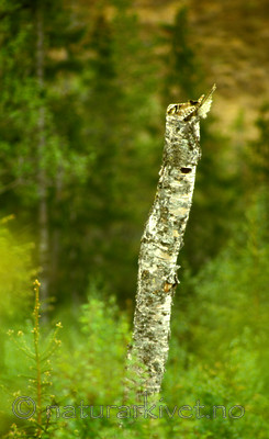 bb556 / Surnia ulula / Haukugle