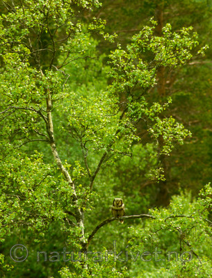 bb558 / Surnia ulula / Haukugle