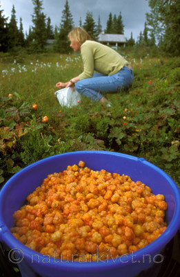 bb570 / Rubus chamaemorus / Molte