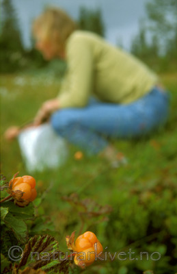 bb571 / Rubus chamaemorus / Molte