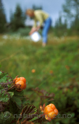 bb572 / Rubus chamaemorus / Molte