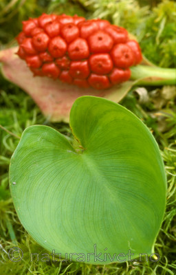 bb573 / Calla palustris / Myrkongle