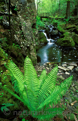 bb574 / Matteuccia struthiopteris / Strutseving