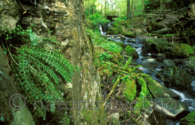 bb575 / Asplenium viride / Grønnburkne