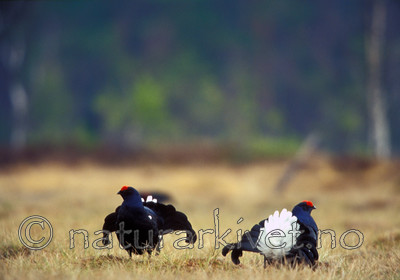 bb577 / Tetrao tetrix / Orrfugl