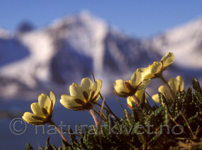 bb580 / Dryas octopetala / Reinrose