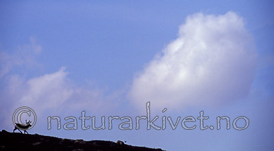 bb581 / Rangifer tarandus / Rein