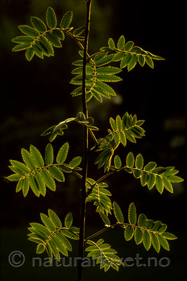 bb582 / Sorbus aucuparia / Rogn