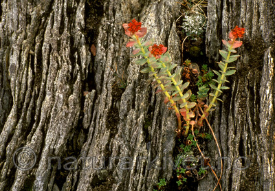 bb588 / Rhodiola rosea / Rosenrot