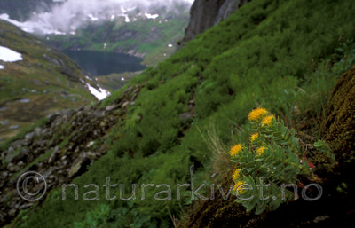 bb589 / Rhodiola rosea / Rosenrot