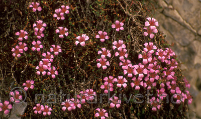 bb597 / Saxifraga oppositifolia / Rødsildre