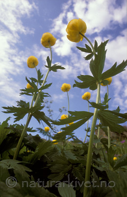 bb608 / Trollius europaeus / Ballblom
