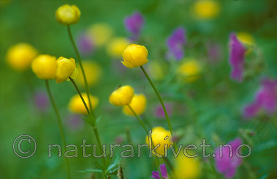 bb609 / Geranium sylvaticum / Skogstorkenebb <br /> Trollius europaeus / Ballblom