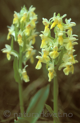 bb615 / Dactylorhiza sambucina / Søstermarihand