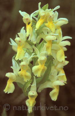 bb616 / Dactylorhiza sambucina / Søstermarihand