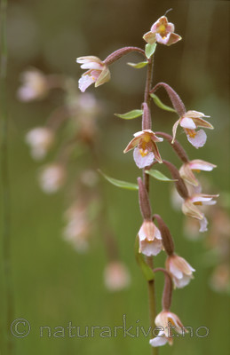 bb628 / Epipactis palustris / Myrflangre