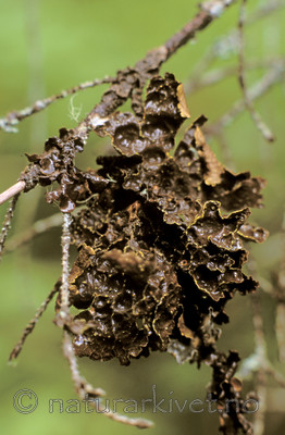 bb637 / Pseudocyphellaria crocata / Gullprikklav