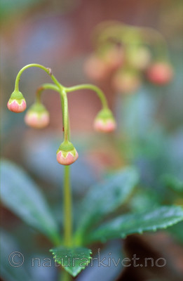 bb644 / Chimaphila umbellata / Bittergrønn