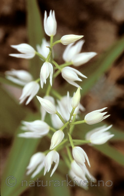 bb651 / Cephalanthera longifolia / Hvit skogfrue