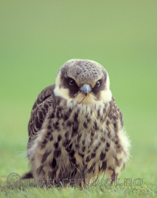 bb655 / Falco subbuteo / Lerkefalk