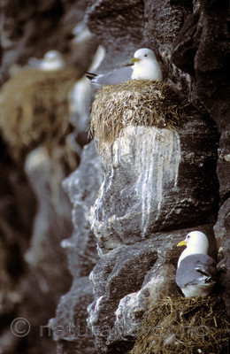 bb668 / Rissa tridactyla / Krykkje