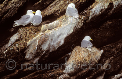 bb669 / Rissa tridactyla / Krykkje