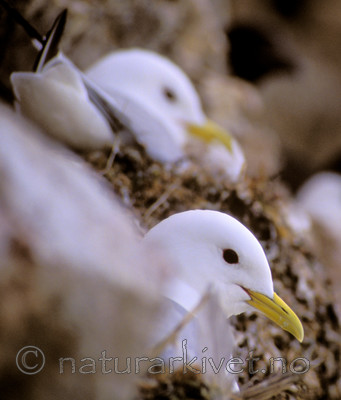 bb670 / Rissa tridactyla / Krykkje