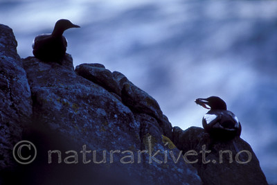 bb677 / Cepphus grylle / Teist