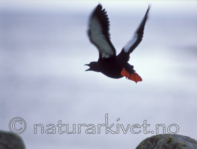 bb678 / Cepphus grylle / Teist