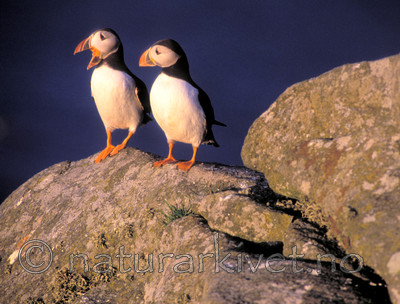 bb686 / Fratercula arctica / Lunde