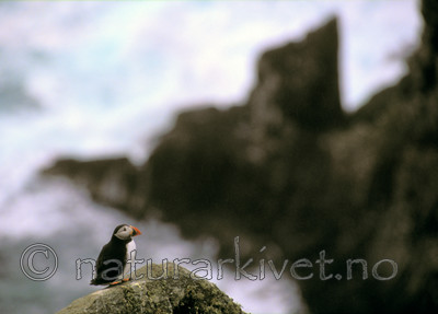 bb690 / Fratercula arctica / Lunde