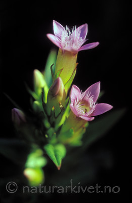 bb694 / Gentianella amarella septentrionalis / Jærsøte