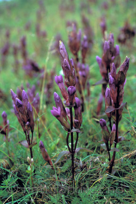 bb699 / Gentianella campestris / Bakkesøte