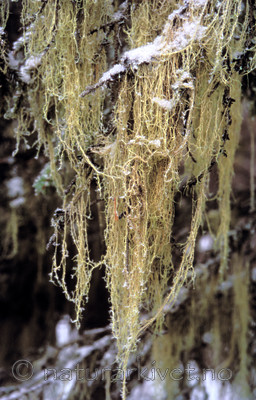 bb707 / Evernia divaricata / Mjuktjafs