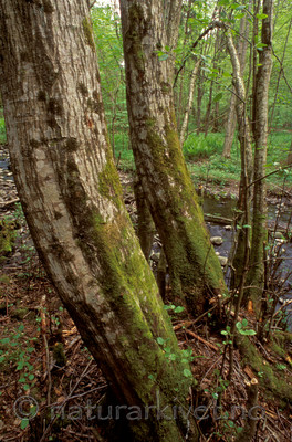 bb714 / Frullania oakesiana / Oreblæremose